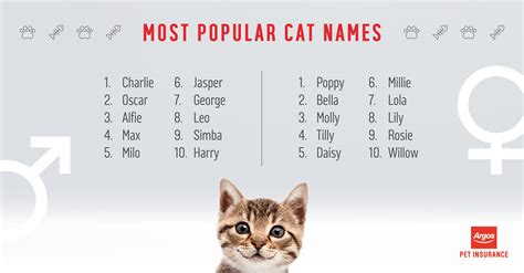 What Are The Most Popular Male Cat Names Catwalls