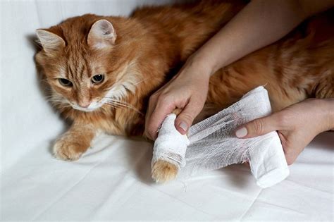 How To Clean A Cat Wound Step By Step Guide