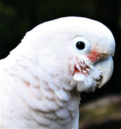 It has also been introduced to puerto rico and singapore. Goffin's Cockatoo Personality, Food & Care | Pet Birds by ...