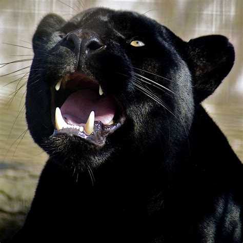 World Images Gallery Black Panther