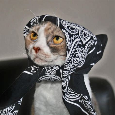 Babushka Cats Un Rincón Virtual Donde Los Gatos Se Transforman En