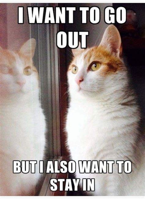 Pin By Ash Bobash On Life With Vivian Rae Funny Cat Memes Cat