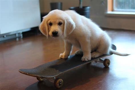 Skate Puppy Puppies Dogs Cute Animals