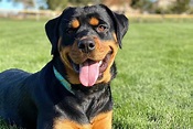 American Rottweiler vs German Rottweiler: What's the difference?