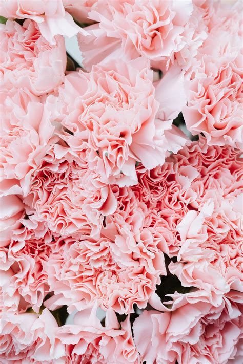 Aggregate More Than 57 Iphone Pink Flower Wallpaper Best Incdgdbentre