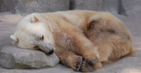 Polar Bearbrown Bear Hybrids Mammalian Hybrids
