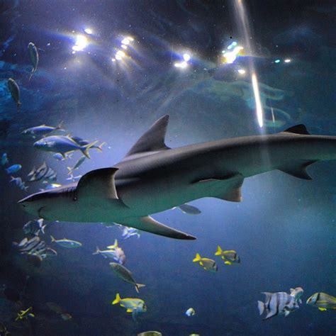 Sea Life Orlando Welcomes Sharks With Exclusive Photos