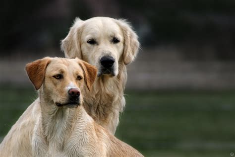 The mix of this breed and golden retriever may have a long hair with black or liver color. Short Haired Golden Retriever And The Reasons Behind