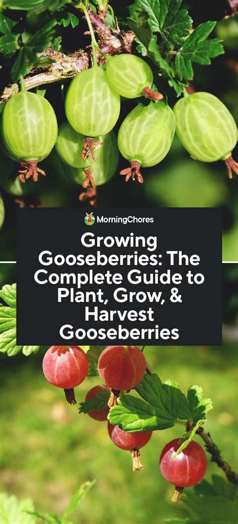 Growing Gooseberries A Complete Guide To Plant Care Harvest