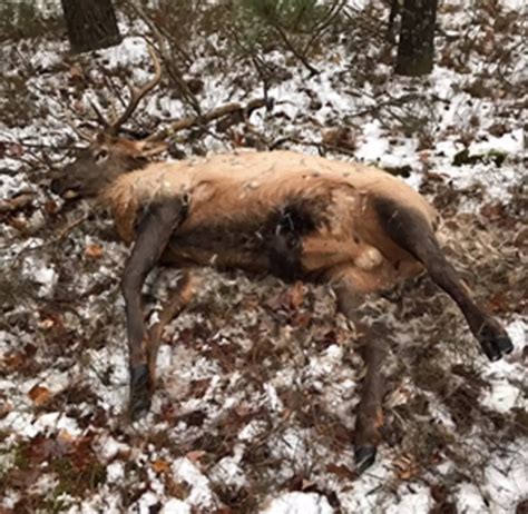 Dnr Investigating 2nd Elk Kill In A Week