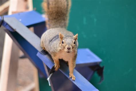 Research Uncovers How Squirrels Learn To Leap Parkour And Land