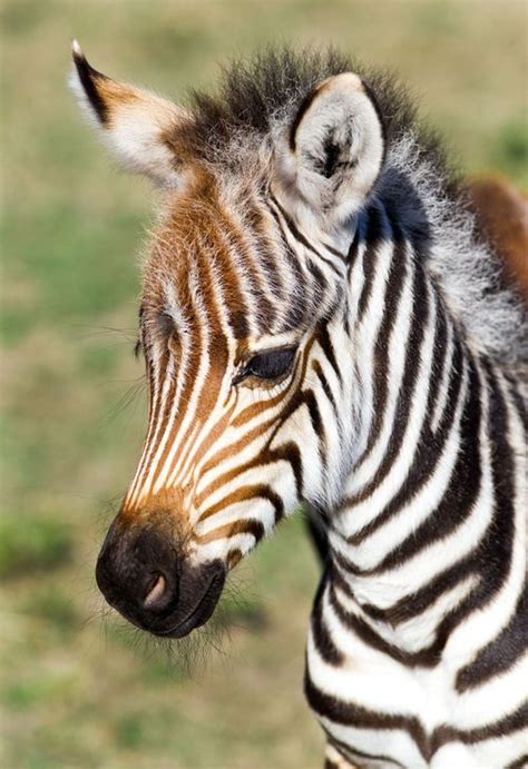 Busch Gardens Baby Boom Continues With Zebra Birth