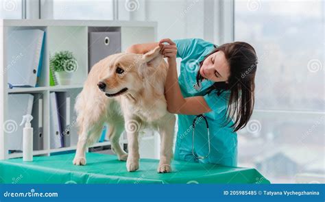 Golden Retriever Dog Examination In Veterinary Clinic Stock Image