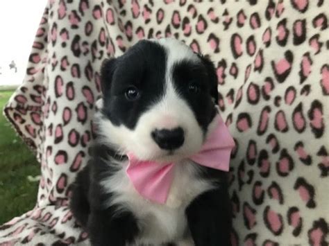 You can read our guide to spotting a. Border Collie puppy for sale in QUARRYVILLE, PA. ADN-47967 on PuppyFinder.com Gender: Female ...