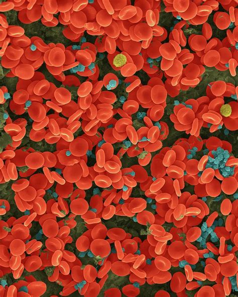 Electron Microscope Images Of Red Blood Cells Micropedia