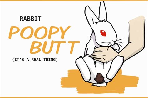 Rabbit Poopy Butt How To Clean And Prevent It