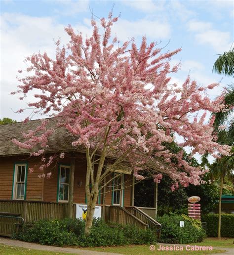 cassia bakeriana freund flowering trees inc