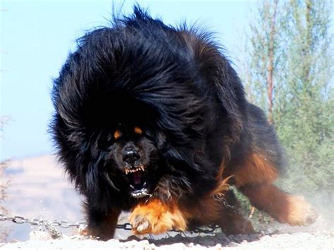 15 Facts About Tibetan Mastiffs Which Will Fascinate You
