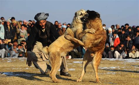 Topshots Afghanistan Society Dog Fight