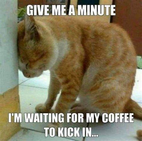 pin by karen nelsen on all my cats in 2020 morning quotes funny morning humor morning coffee