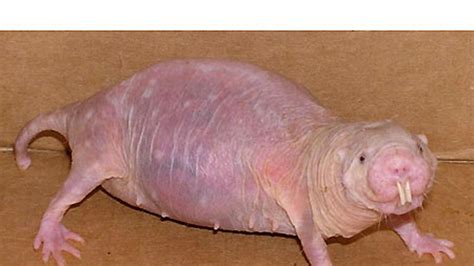 Naked Mole Rats May Hold Clues To Sciences Mysteries Fox News