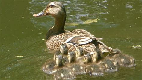 A Mother Duck And Her Ducklings Youtube