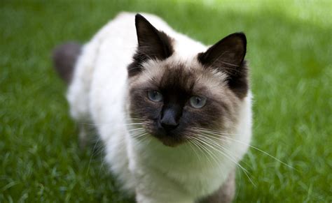 Ragdoll Caractère éducation Santé Prix Race De Chat