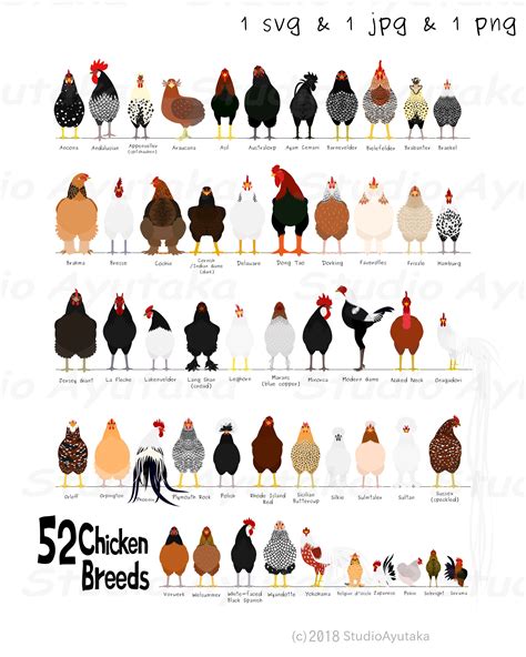 52 Breeds Of Chicken Chart Svg  Png 1620 Etsy Uk