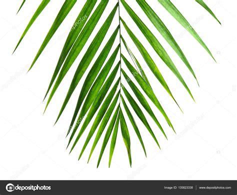 Green Palm Leaf — Stock Photo © Belchonock 135823338