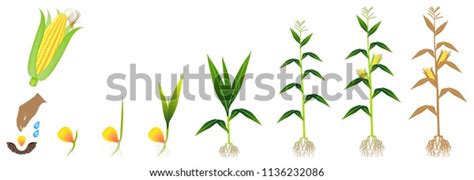 Cycle Growth Corn Plant On White Stock Vector Royalty Free 1136232086