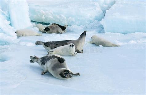 Harp Seal Pagophilus Groenlandicus Females With Pup Standing On Ice Field Magdalena Island In