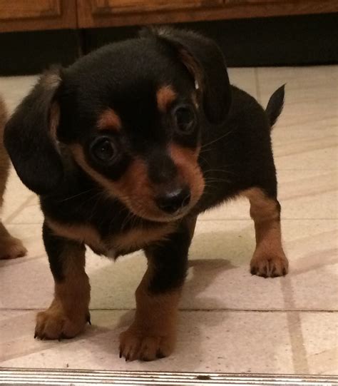 Chiweenie Puppies For Sale Ames Ia 240369 Petzlover