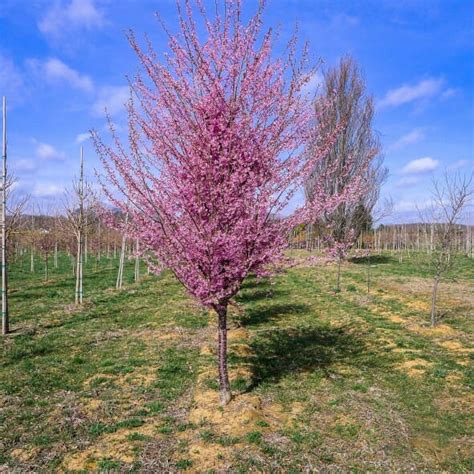 The japanese 'okame' cherry blossom is one of the most delicate and finest flowering trees found around the national mall and tidal basin located in washington dc. Okame Cherry - Halka Nurseries