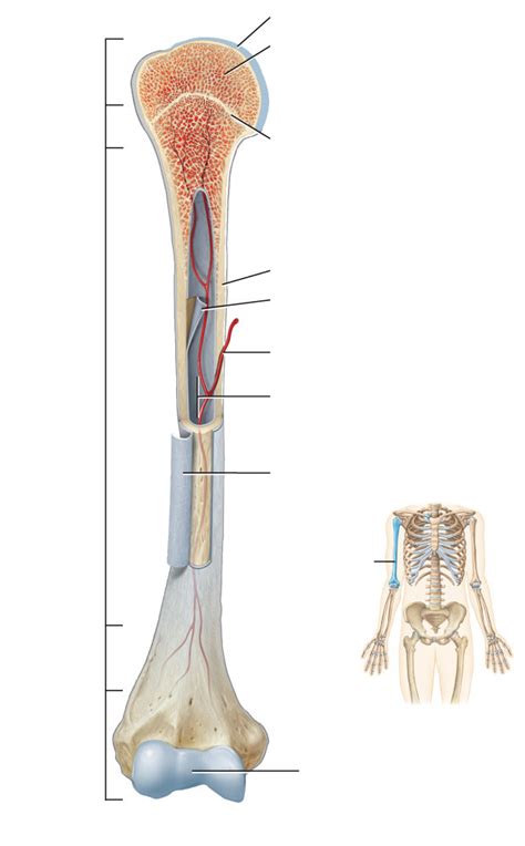 54 Long Bone Anatomy Diagram Quizlet