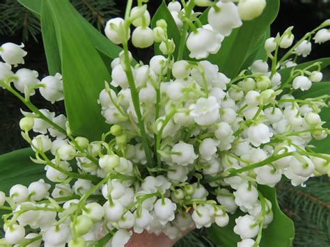 Lily Of The Valley In Winter Star Of Nature