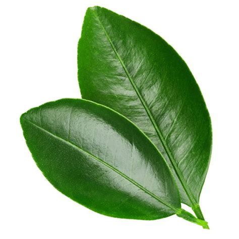Orange Tree Leaf Stock Photos Pictures And Royalty Free Images Istock