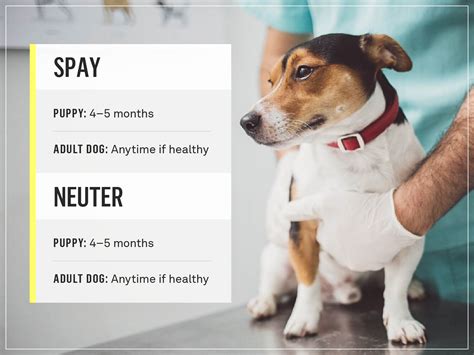 When To Spay A Dog Your Complete Guide Gallant