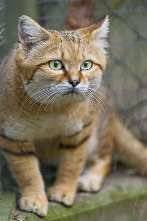 Cute And Attentive Sand Cat I Like This Picture Despite