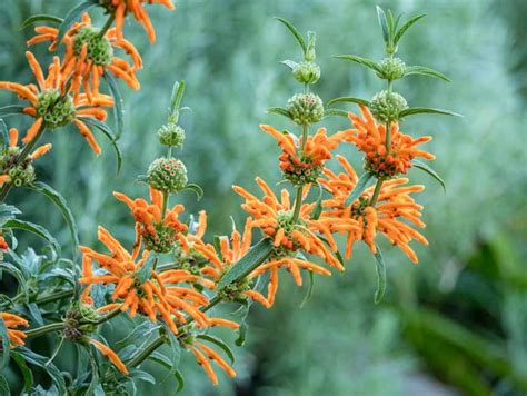 Leonotis Leonurus Lions Tail