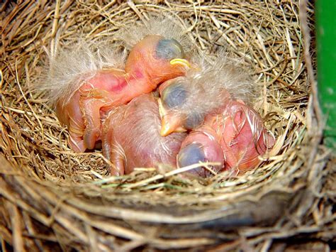 Beautiful Baby Robins Asleep In The Nest Photograph By James Scott Preston
