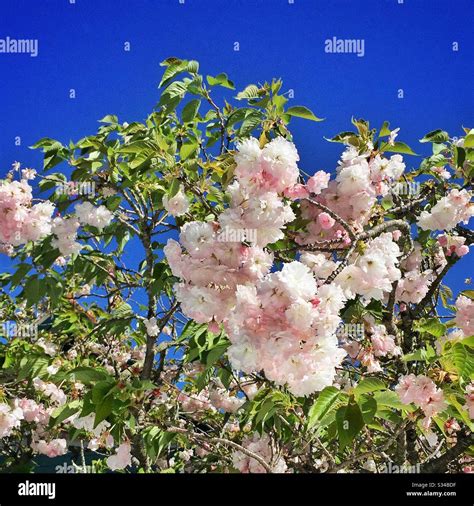 Japanese Cherry Blossom In A Private Garden Open During The Leura