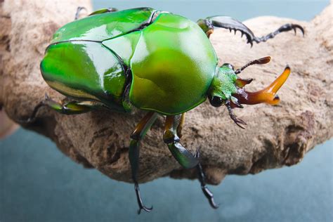 Flower Beetle Eudicella Morgani My Green Flower Beetle Flickr