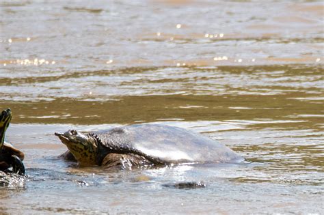 Spiny Softshell South Carolina Partners In Amphibian And Reptile