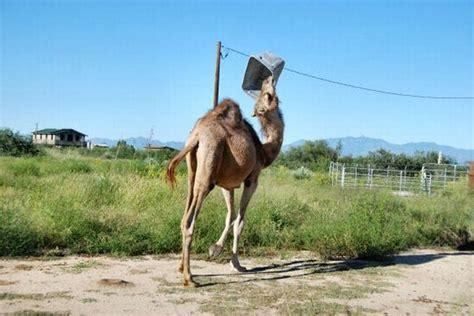 The Funniest Camel In The World 22 Pics