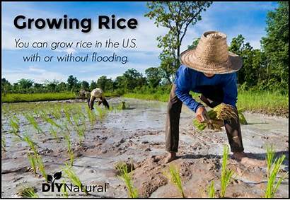Rice Growing Grow Own Affiliate Links Contain