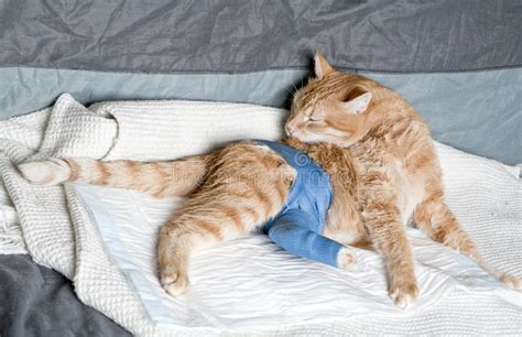 But if his leg is broken, trying to examine or treat his injury on your own could only make things worse. Ginger cat with broken leg stock image. Image of cast ...