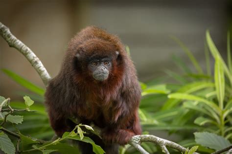 Coppery Titi Monkey Newquay Zoo