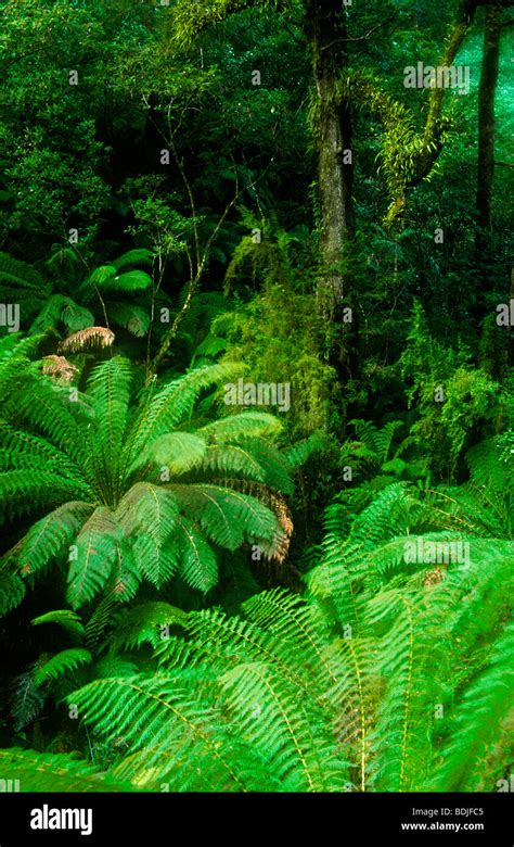 Temperate Rainforest Hi Res Stock Photography And Images Alamy