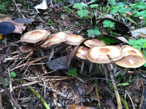 Psilocybe Allenii Mushroom Hunting And Identification Shroomery