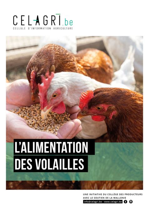 Les Bases De Lalimentation Des Volailles Et Les Voies Dam Lioration